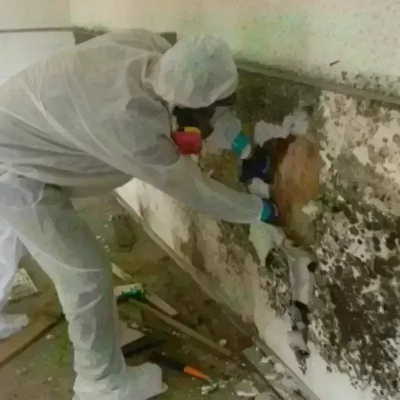 Mold Remediation and Removal in Banning, CA